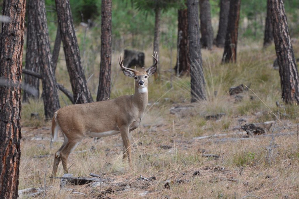 Whitetail Buck