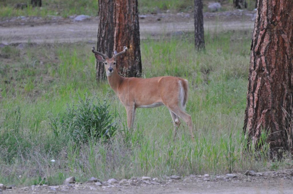 Whitetail buck in velvet